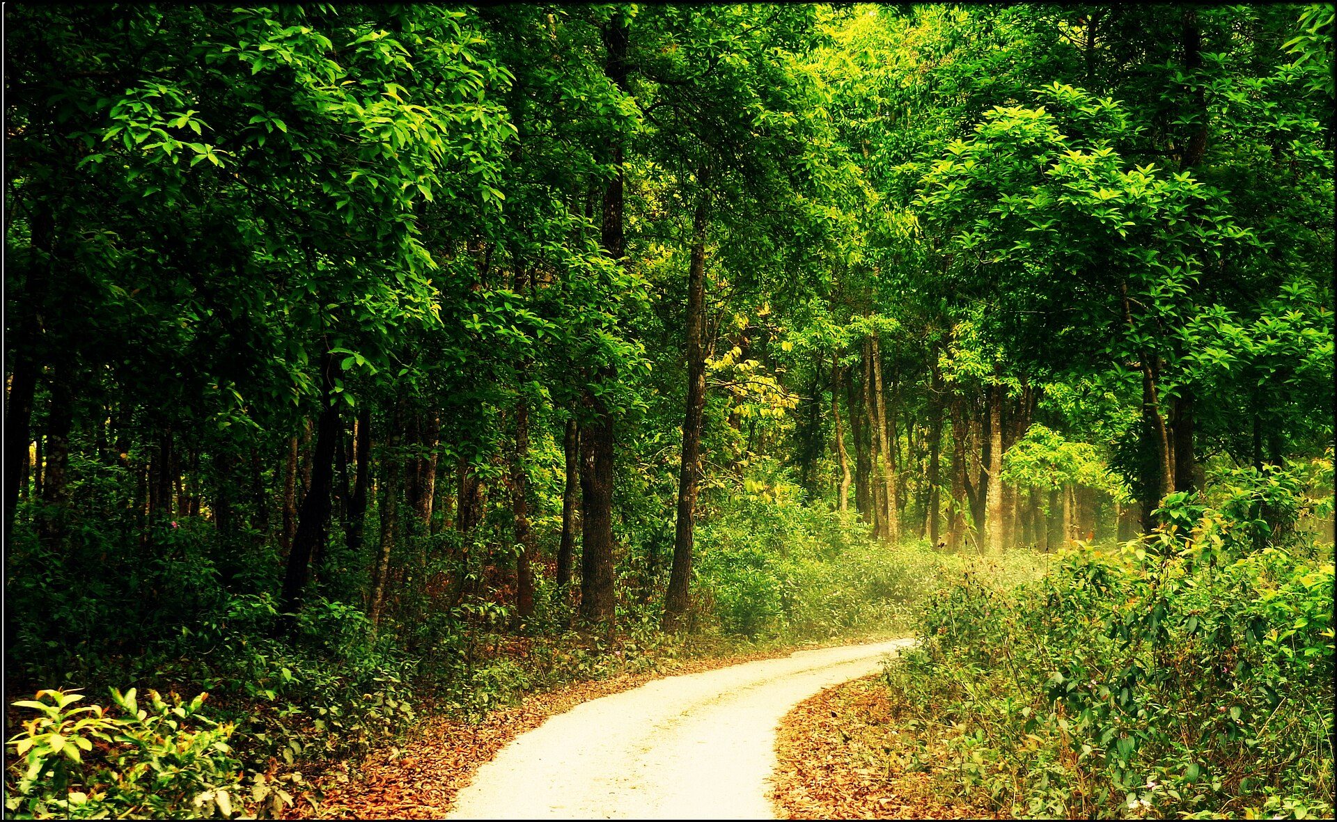 Sunlit forest trail curving through dense sal and tropical woodland in Jaldapara National Park, Dooars